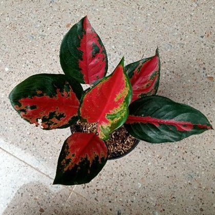 aglonema kocin kamelion