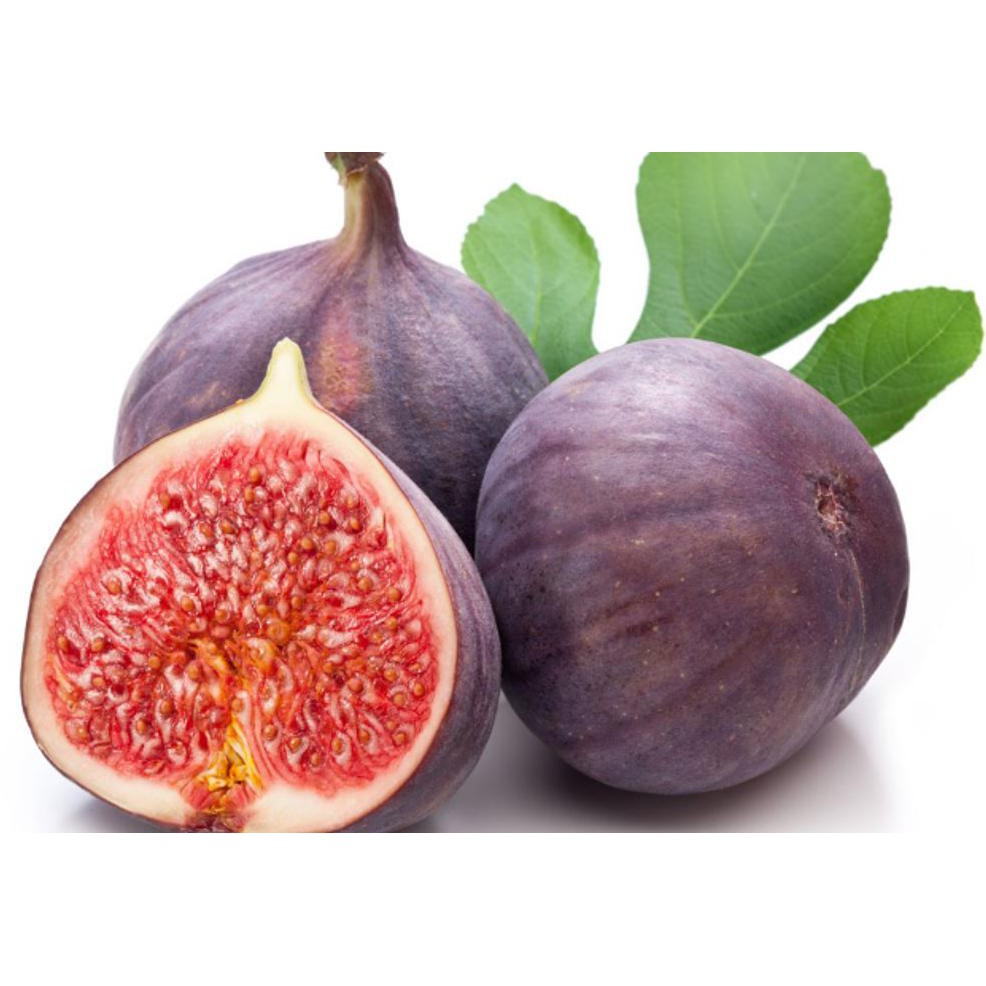 Free Ongkir Bibit Buah Tin Purple Jordan Ungu Kw+