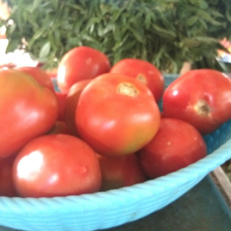 

Tomat sayur (500 gram)