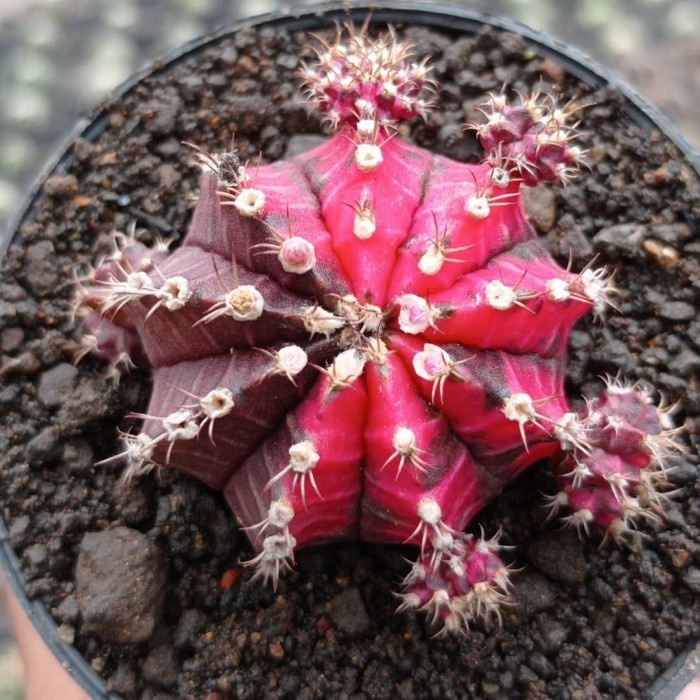 gymnocalycium black pink KAKTUS SUKULEN|TANAMAN HIAS