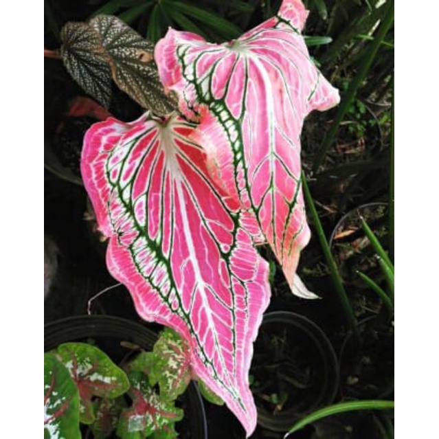 Jual bunga cantik | Shopee Indonesia