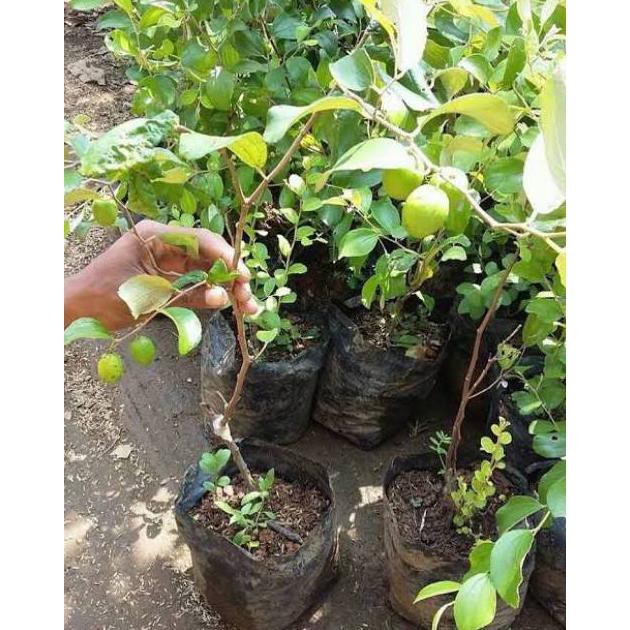 d4n bibit tanaman buah apel putsa/pohon buah apel putsa siap berbuah/apel india cl3an