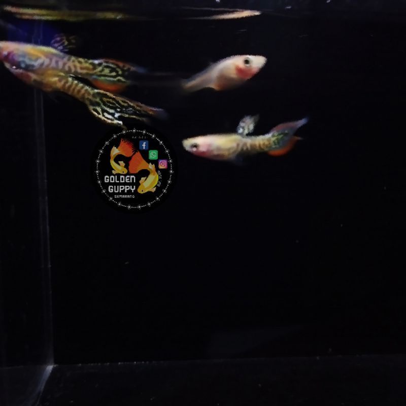 Hiasan Aquascape / Aquarium Endler Bumblebee Endler Blonde yellow tiger