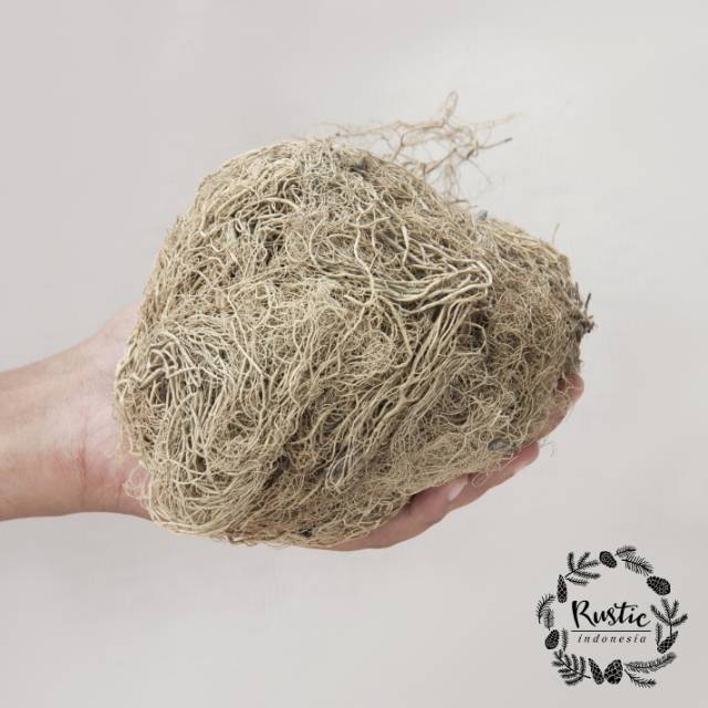 Rumput Kayu Angin Natural 100gram untuk hiasan mahar dan Rumput Kayu Angin Natural 100gram untuk hiasan mahar dan