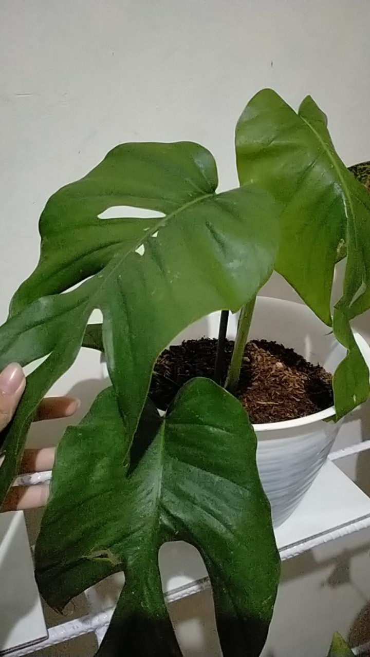 Tanaman Hias Syngonium Phondopyllum