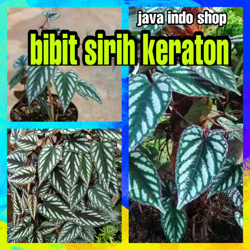 BIBIT SIRIH KERATON / TANAMAN HIAS KERATON / SIRIH KERATON