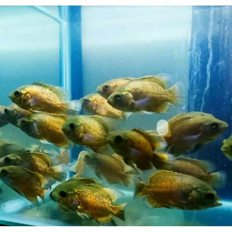 

Ikan oscar paris Tembaga