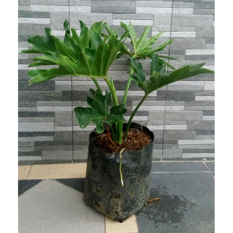 Tanaman Hias Philodendron Selloum Monstera Jari Lekitchen Shopee Indonesia