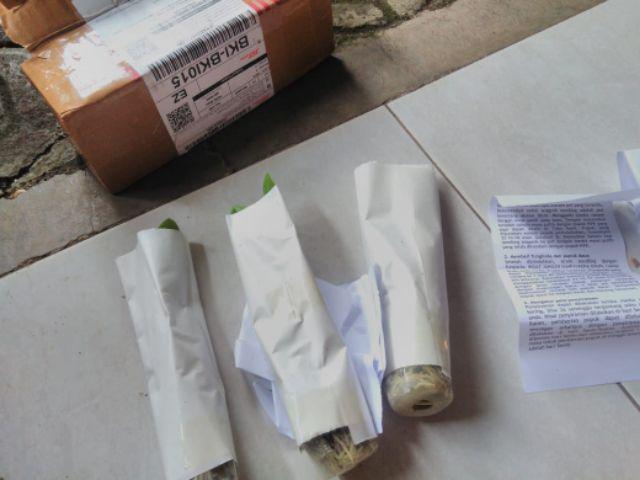 Bibit Anggrek Dendro - Dendrobium Seedling Hybrid