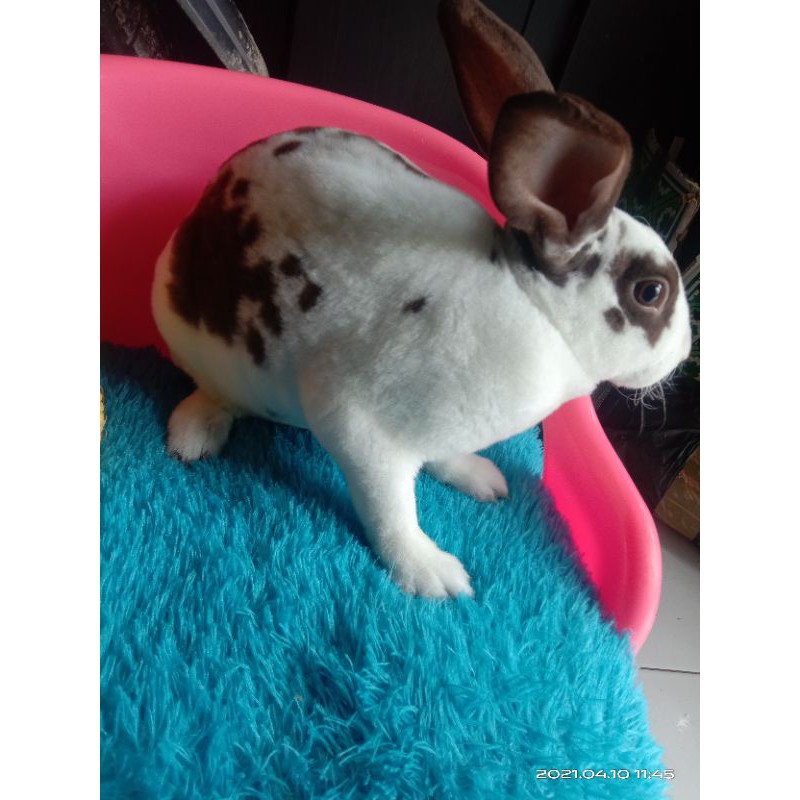 KELINCI MINI REX BROKEN COKLAT