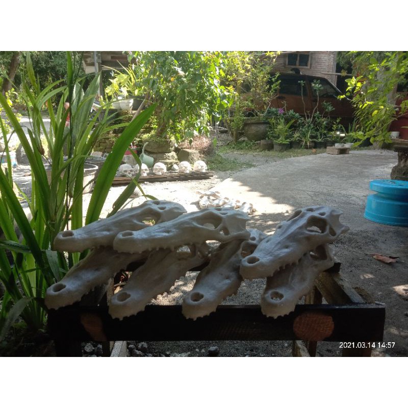 hiasanaquarium, aquascape tengkorak buaya, hidingcafe