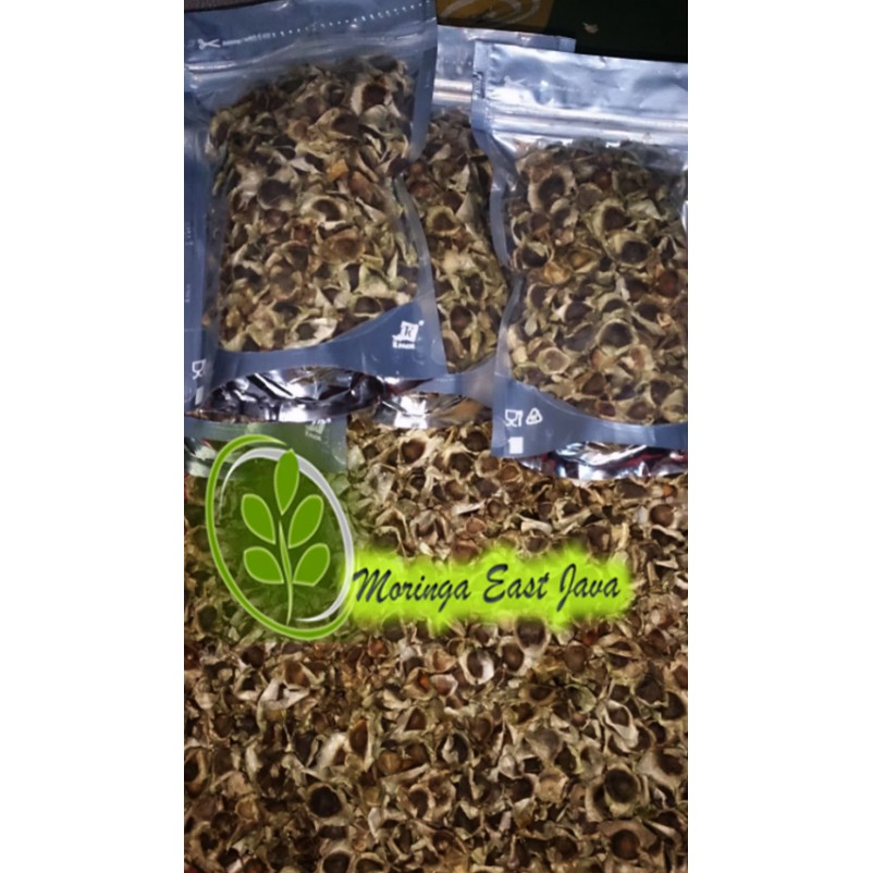 Bibit Kelor Biji Kelor Hitam Organic