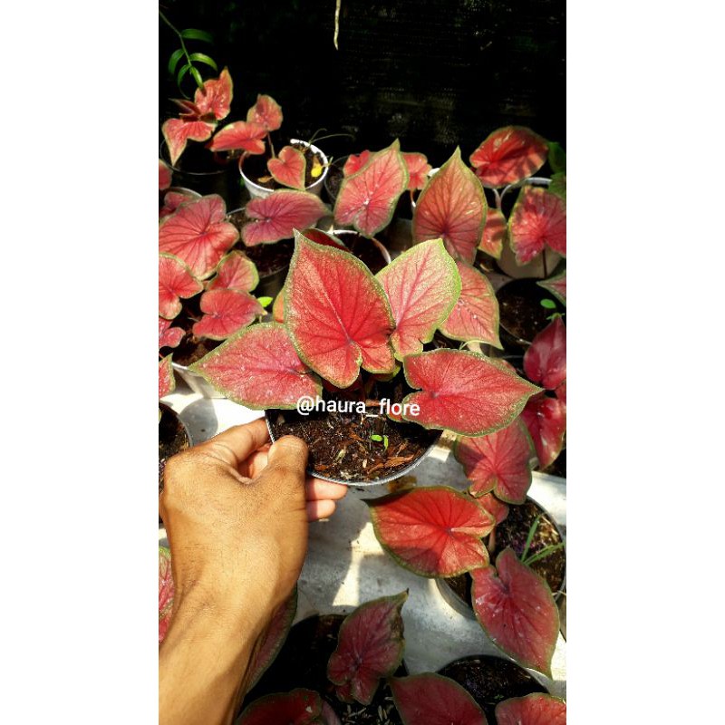 Caladium Red Jaguar remaja sedang