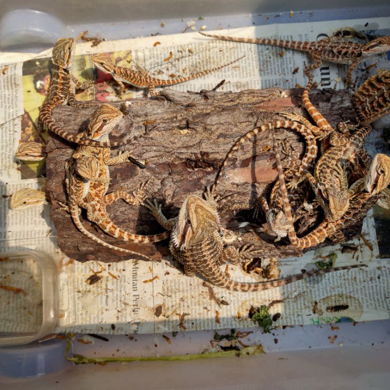 bearded dragon leatherback het hypo ada minus