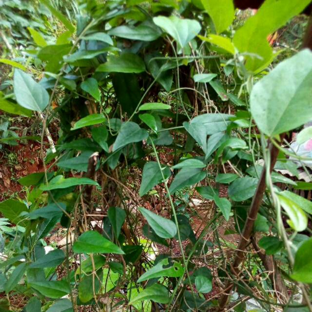 

CINCAU RAMBAT JELLY 1kg