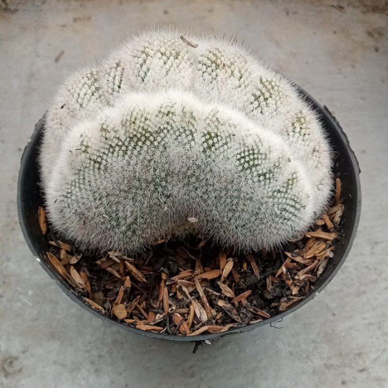 Kaktus Scopel Merah Cristata Ownroot Ex Grafting