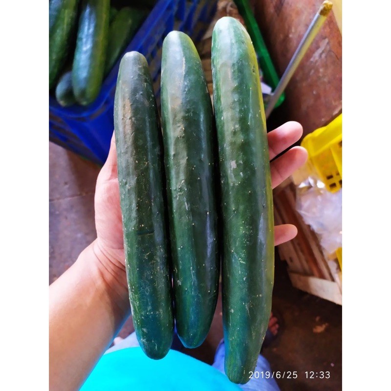 

PASAR ONLINE MURAH - TIMUN JEPANG / TIMUN KYURI / TIMUN SALAD 250gr