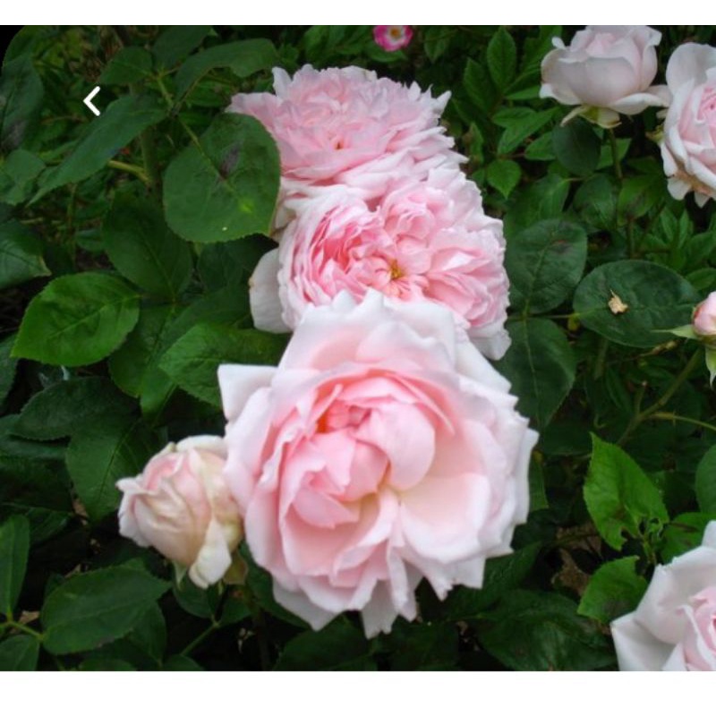 TANAMAN BUNGA MAWAR IMPOR CECILE BRUNNER