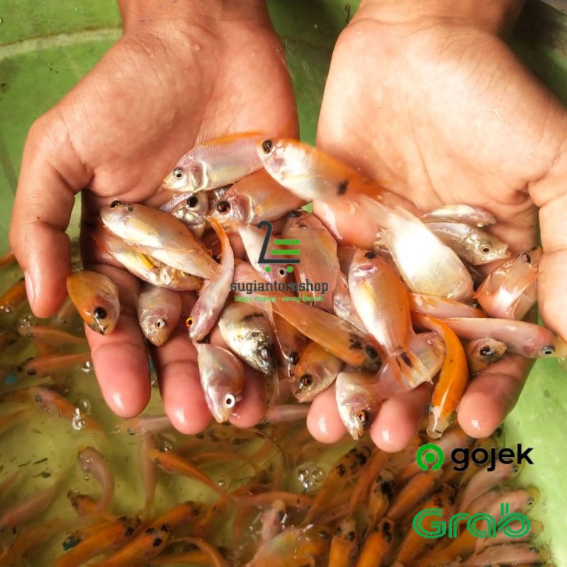 Bibit Ikan Harga Terbaik Agustus 2021 Shopee Indonesia