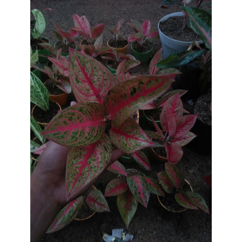 AGLONEMA RED LEGACY | (SUPER)