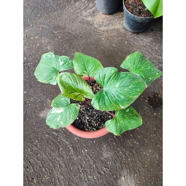 homalomena thai stardust