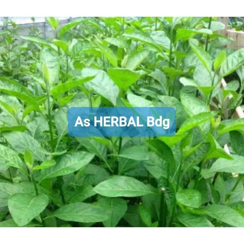 

Daun afrika segar 500 gram fresh BONUS 1 Batang bibit-az