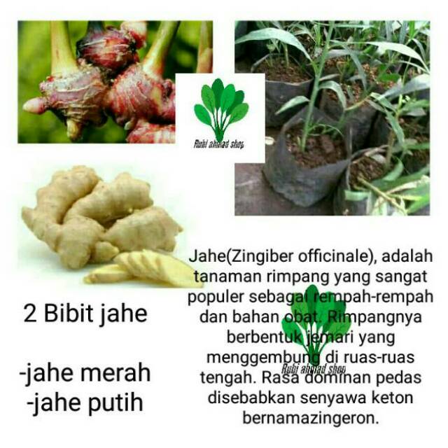 paket 2 Bibit pohon jahe putih dan bibit pohon jahe merah-bibit tanaman jahe