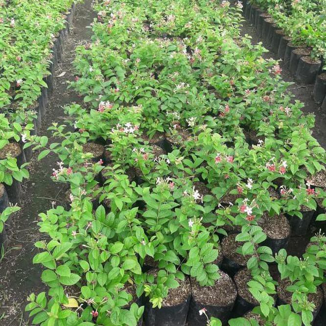 P0N Sale Tanaman Hias Bunga Melati Belanda Bibit Pohon Bunga Thai Double Flower Terbaru