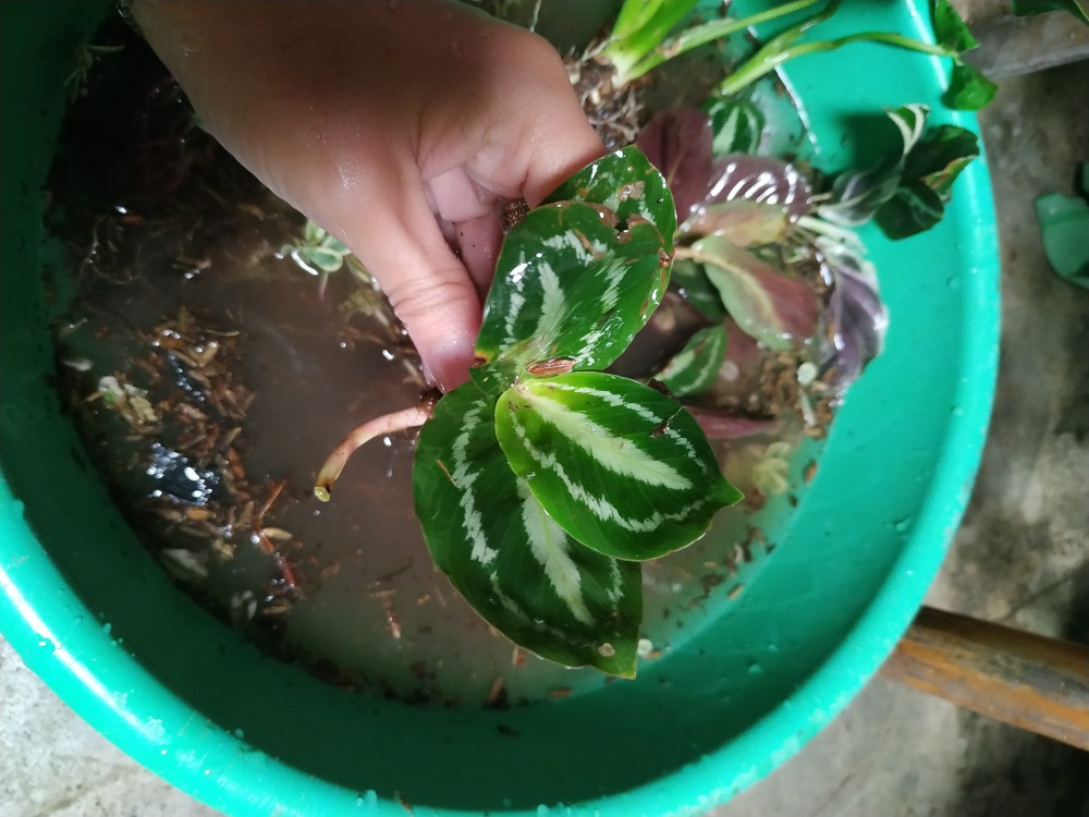 Tanaman Hias Calhatea Silver Black