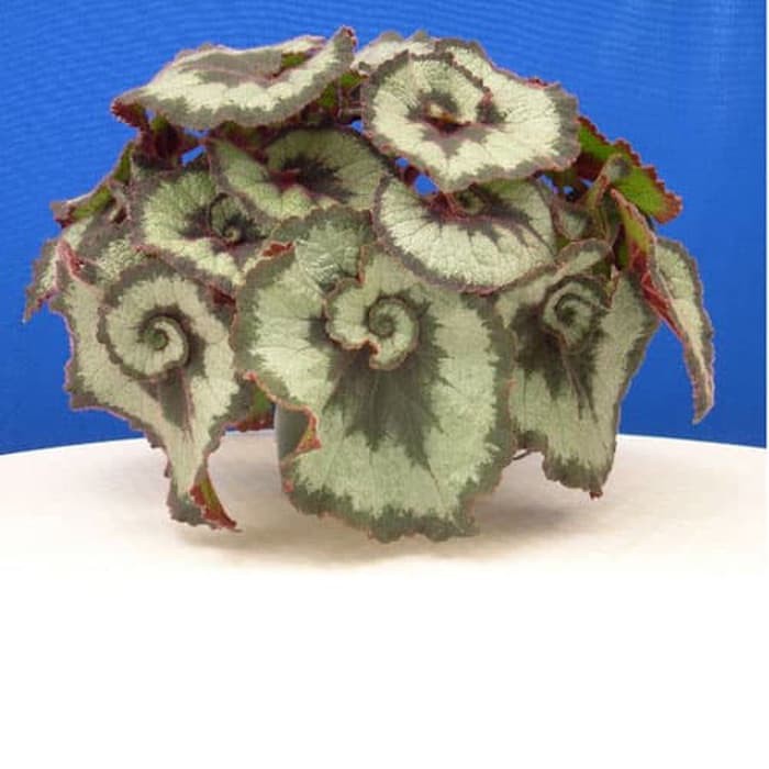 Tanaman begonia keong escargot