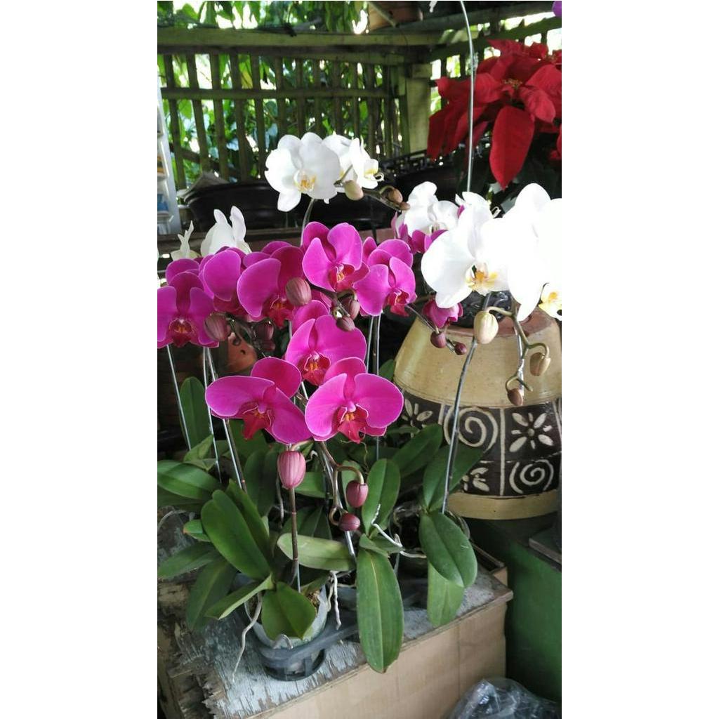 Pohon anggrek bulan - anggrek bulan