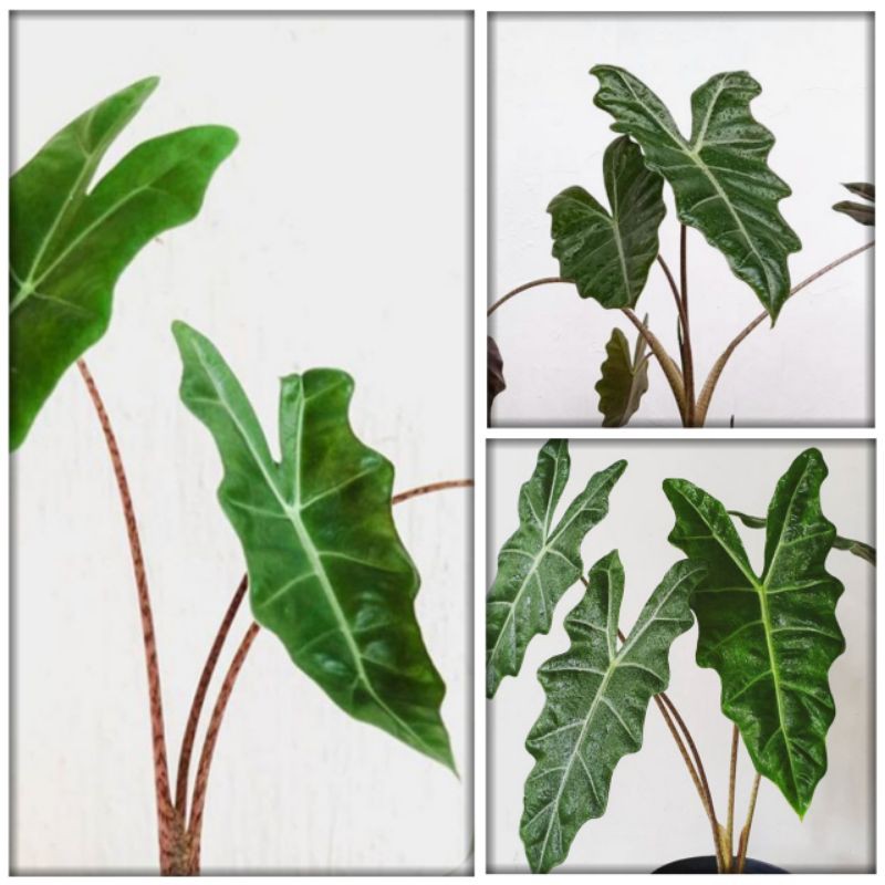 alocasia sanderiana