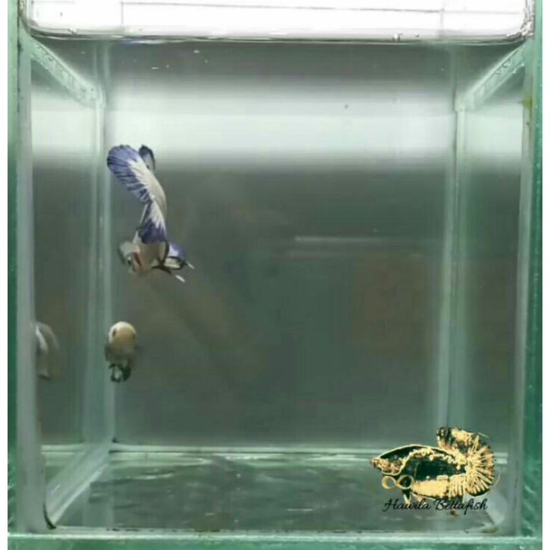 blue rim (ikan cupang)