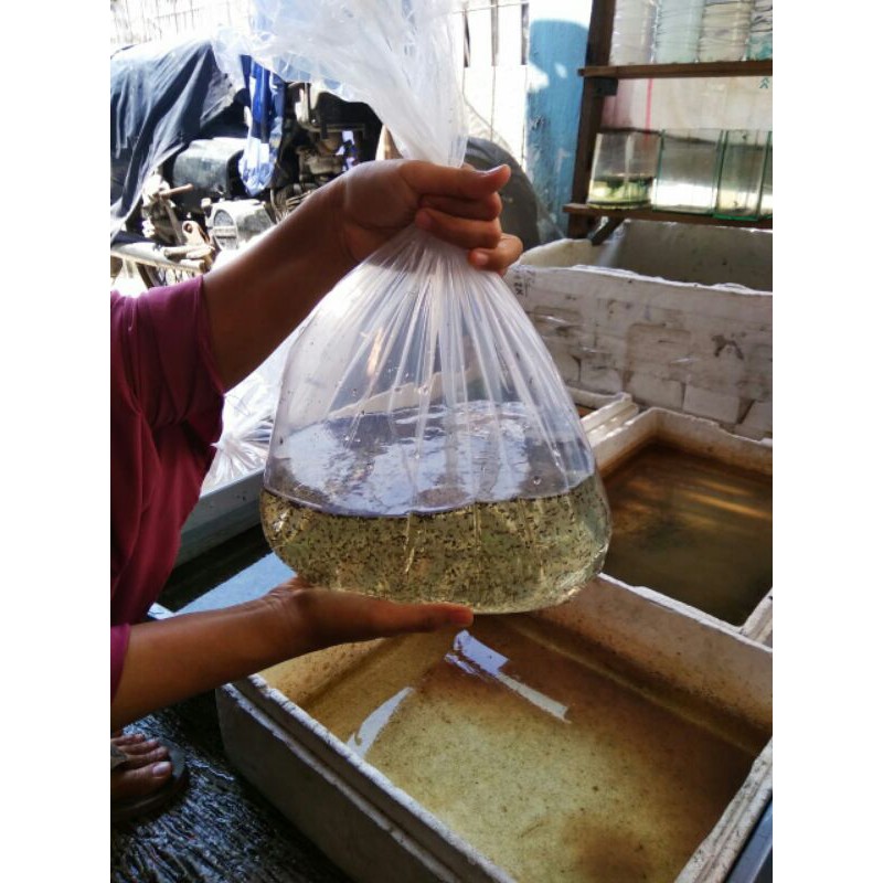 Jentik nyamuk (Encu).