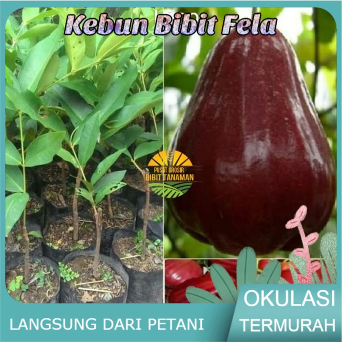 Bibit jambu air king rose