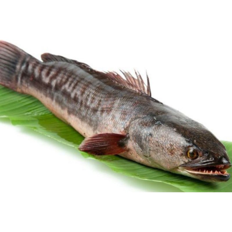 

IKAN GABUS HIDUP SEGAR 1KG