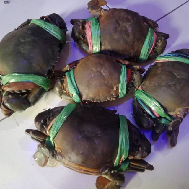 

Kapiting bakau tebal dan jumbo isi penuh daging 1 kg isi 4-6