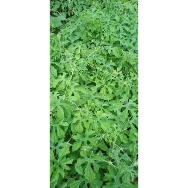 

daun pare hutan atau paria kecil 500 gram