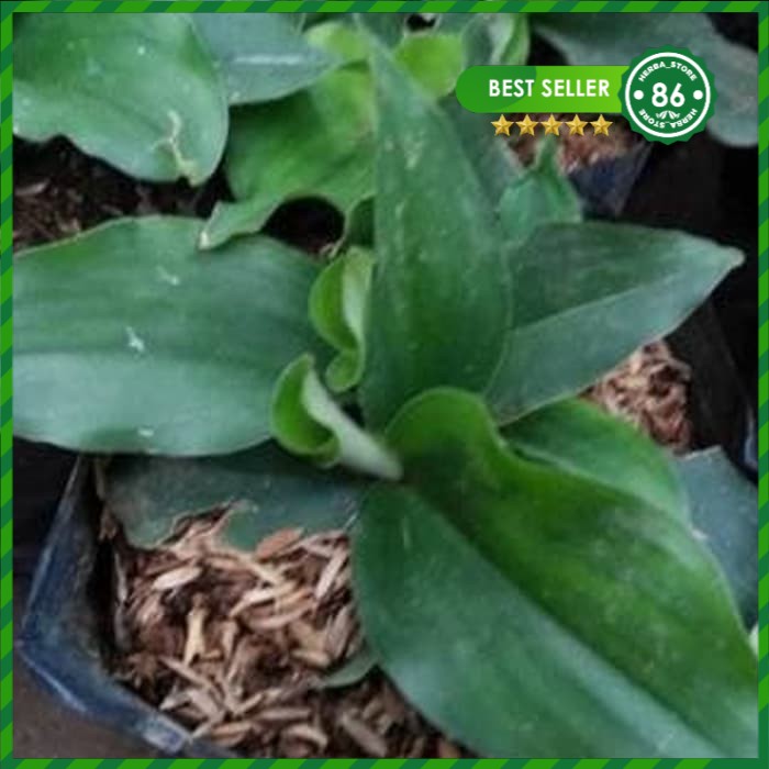 Bibit Kencur Tanaman Obat Herbal Pohon Kencur Tanaman Kencur