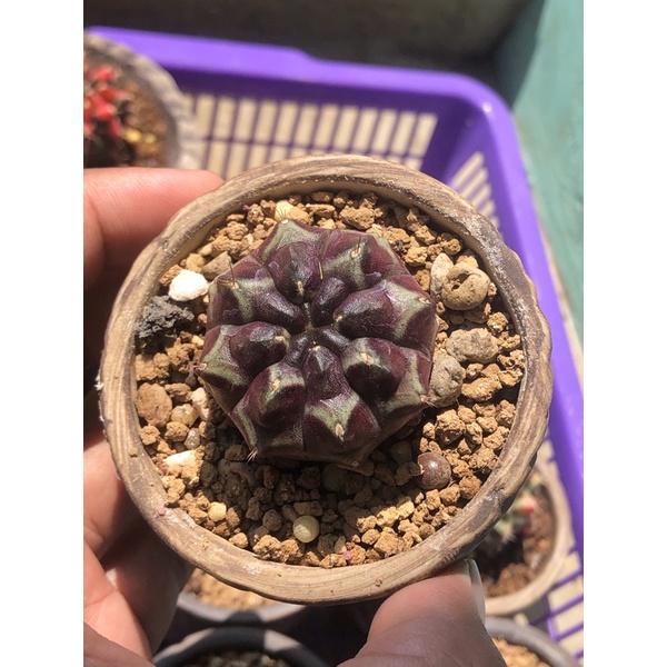 Gymnocalycium Mihanovichii "Daydream" gymno miha kaktus