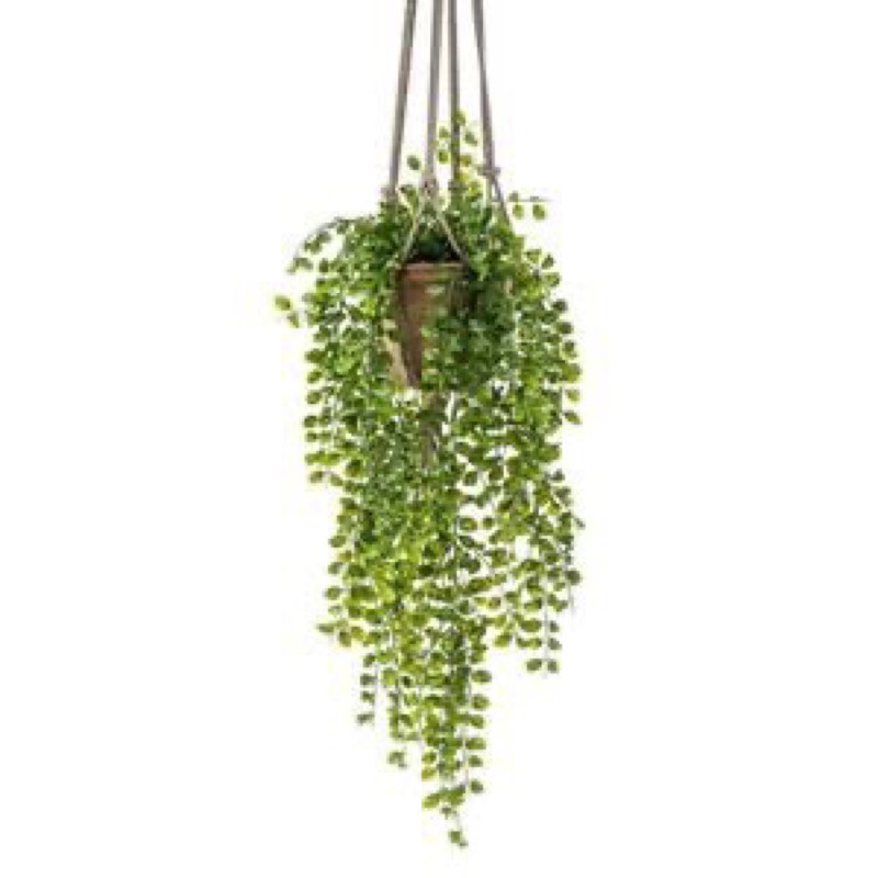 PROMO Tanaman hias daun dolar merambat - Tanaman Hidup-Bunga Hidup Murah Rambat Hiasan Taman