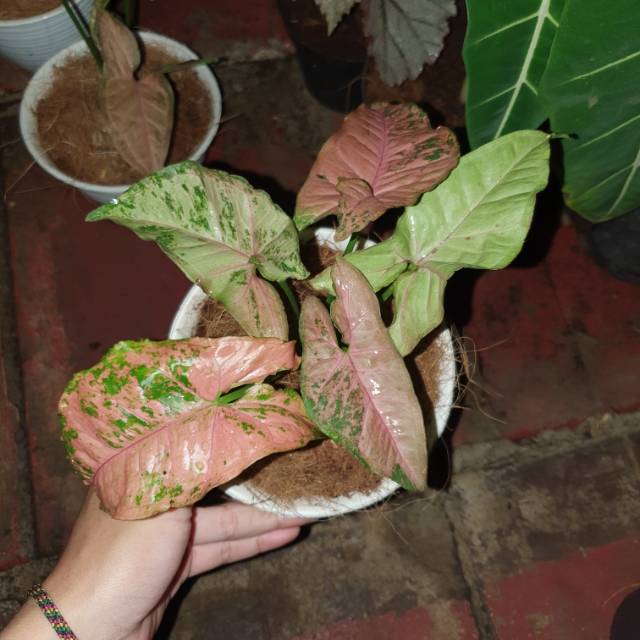 Syngonium Pink Flacked