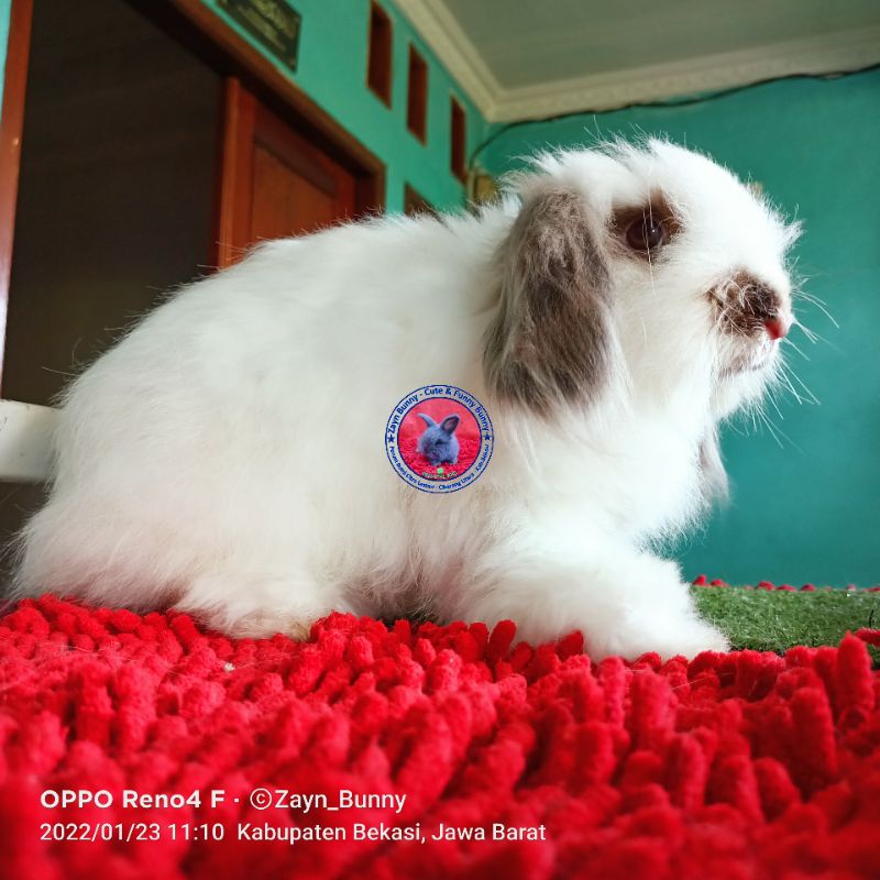 Kelinci English Anggora Betina Dewasa