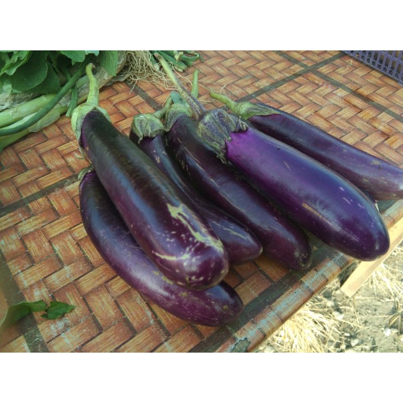 

terong ungu
