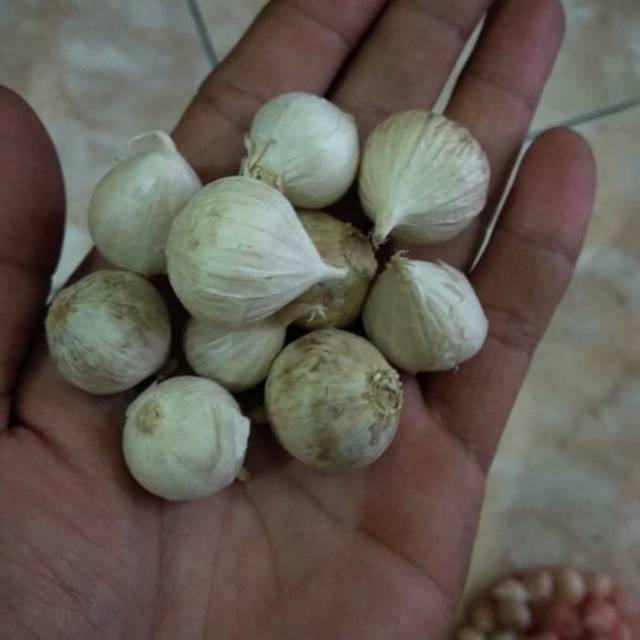 Bawang lanang