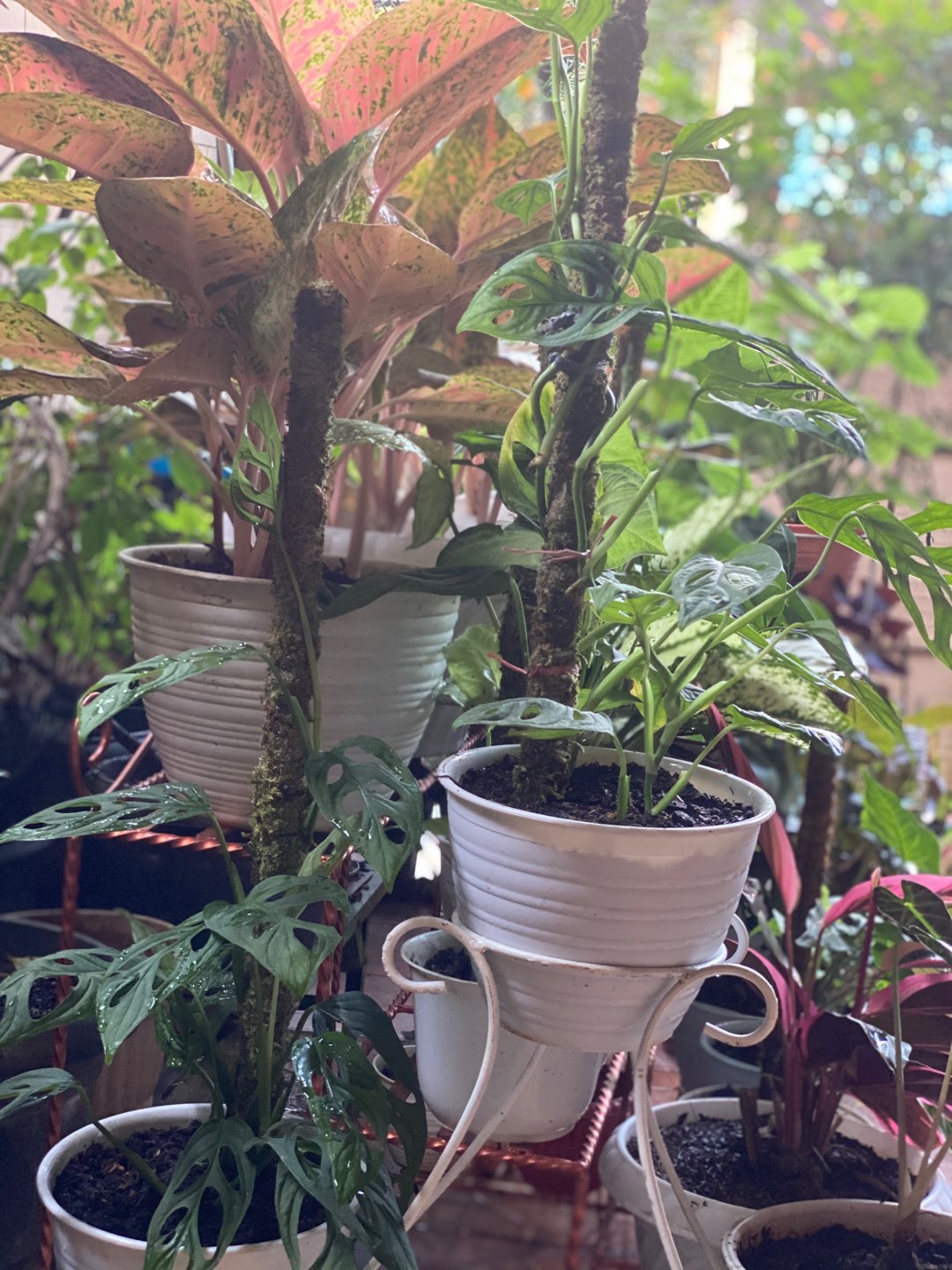 Turus Lumut 70cm Best Seller Harga Murah