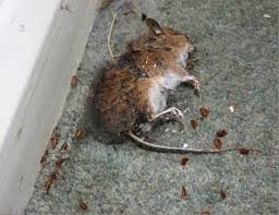 Ramtus Racun Tikus Ampuh Mati Kering Tidak Bau Pembasmi Curut Wirog Mencit Dirumah Di Mobil 4 Pack