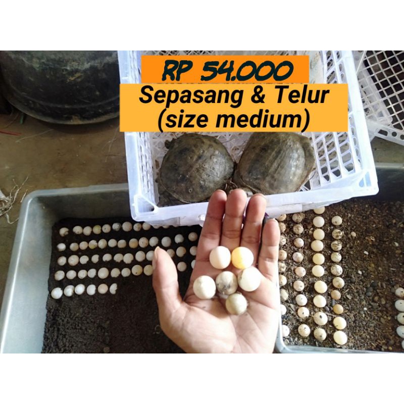 Telur Bulus Plus sepasang size medium