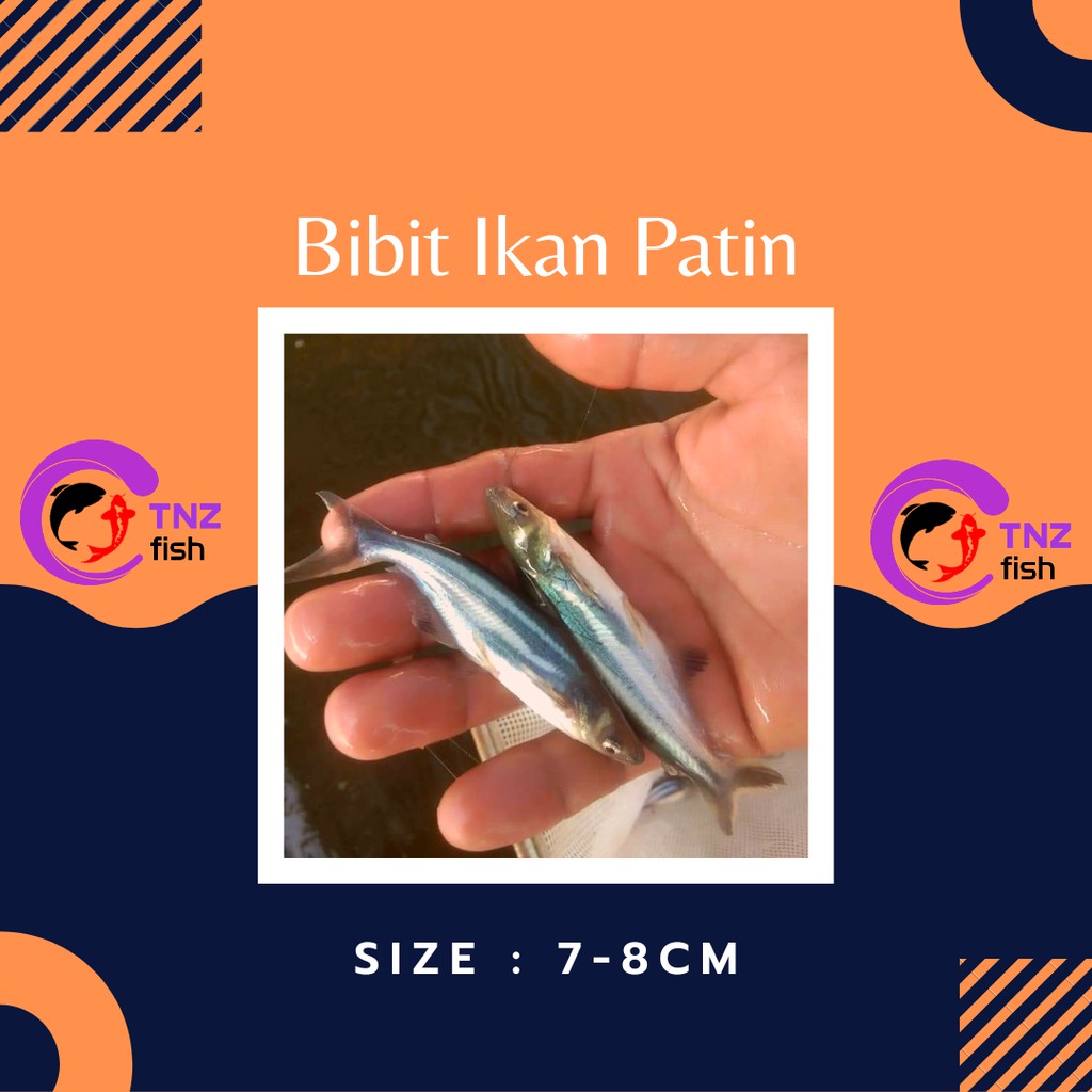 Ikan Patin - Bibit Ikan Patin - Ikan Konsumsi(Bibit Ikan) - Size7-8cm