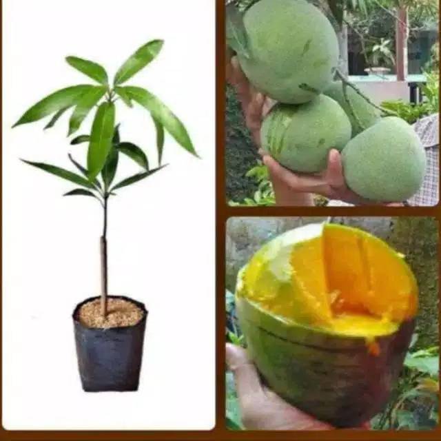 Termurah Bibit Mangga Kelapa Okulasi